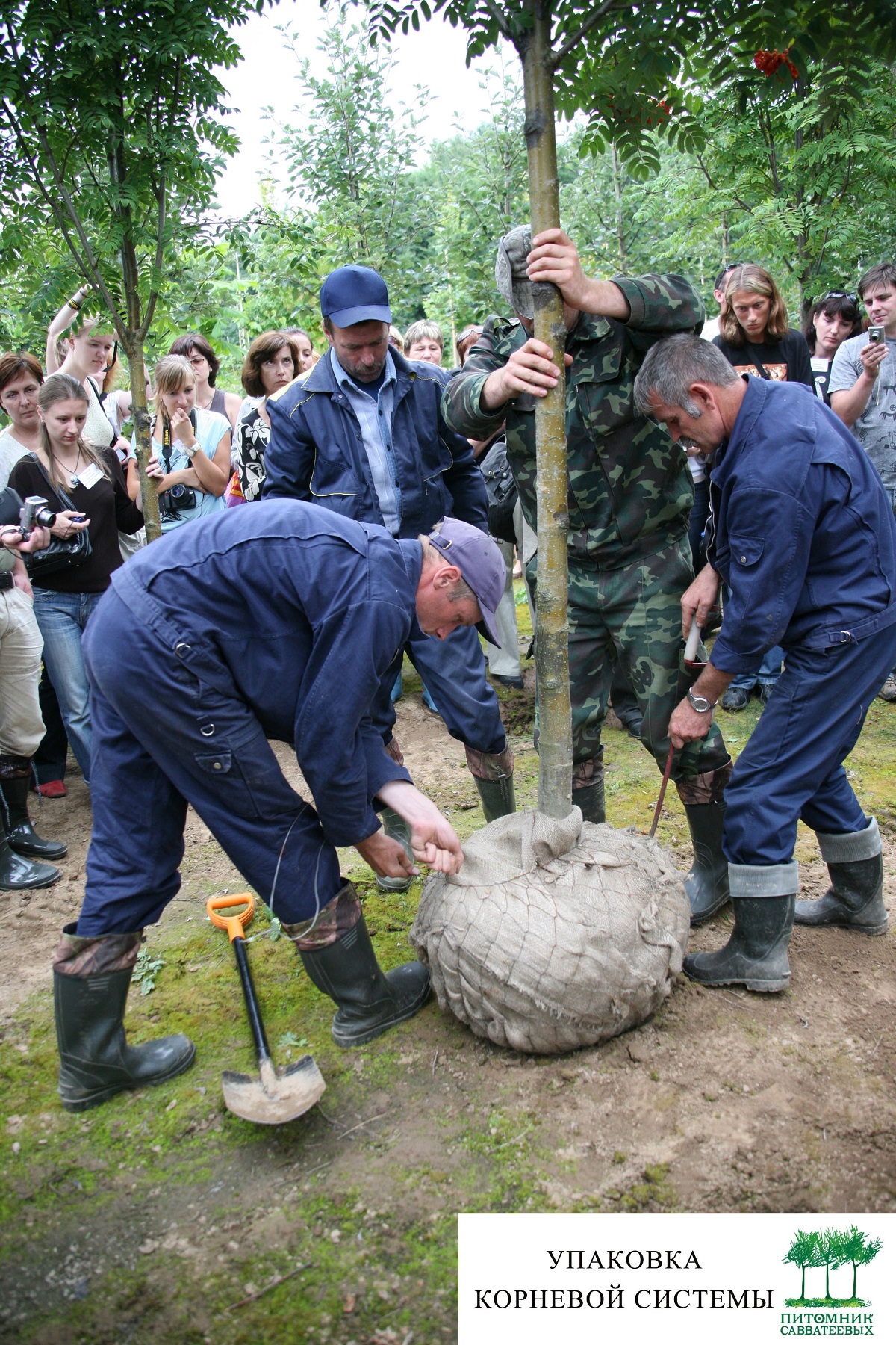 Упаковка корневой системы