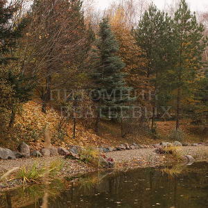 Золотая осень в питомнике