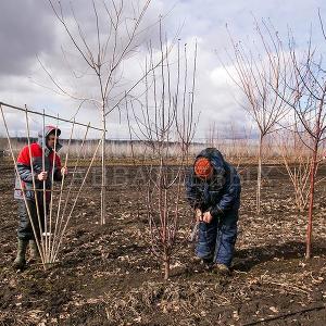 Делаем формованные растения в Тульском отделении "Питомника Савватеевых" 28 марта 2017г.