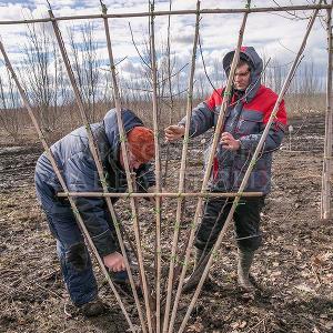 Делаем формованные растения в Тульском отделении "Питомника Савватеевых" 28 марта 2017г.