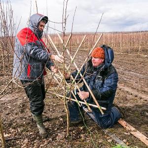 Делаем формованные растения в Тульском отделении "Питомника Савватеевых" 28 марта 2017г.