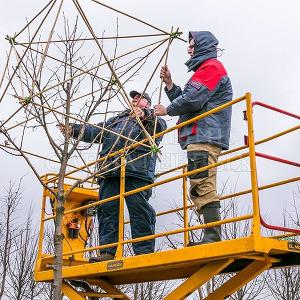 Делаем формованные растения в Тульском отделении "Питомника Савватеевых" 28 марта 2017г.