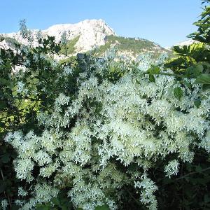 Clematis vitalba в природе, Балканы. 
Фото Н. Мельниковой