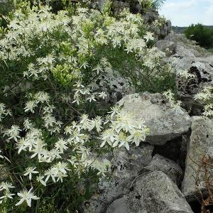 Clematis vitalba в природе, Балканы.
Фото Н. Мельниковой