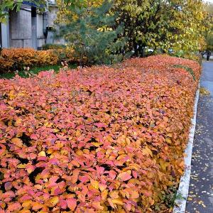 Фрагмент бордюра из кизильника блестящего.
Москва, Красная Пресня, фото Натальи Мельниковой