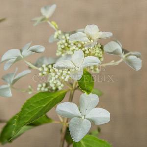 Hydrangea paniculata 'Papillon Blanc'