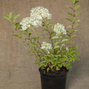 Hydrangea paniculata 'Magical Candle'