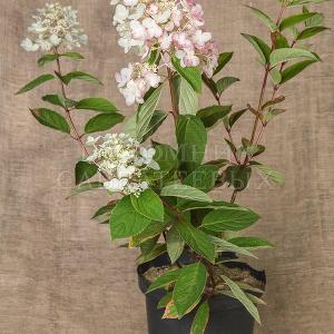 Hydrangea paniculata 'Pink Diamond'