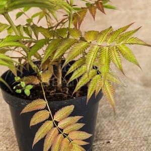 Sorbaria sorbifolia 'Sem' в Подмосковном отделении