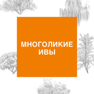 Вебинар «Ивы: Зачем? Почему? Куда? Какие? Как?»