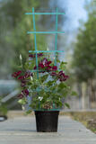 Клематис "Jie Evipo087 Boulevard" – фото 3