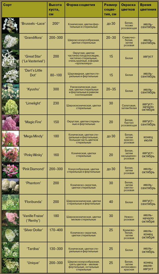 Гортензия метельчатая - краса осеннего сада