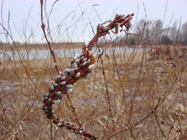 Весенний букет из ив (2009 г.)