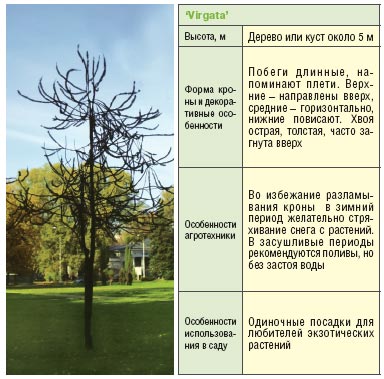 Зимой и летом стройная